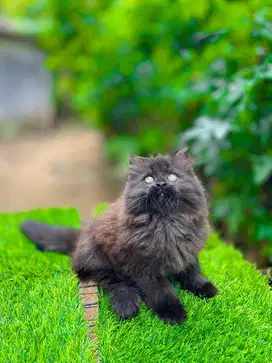 Kucing kitten persia jantan