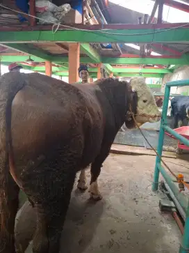 Sapi sehat dan berkualitas