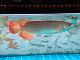 Ikan arwana mantap ekor lebar minus cakil dkit