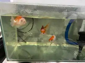 IKAN MAS SLAYER & ikan mas koki