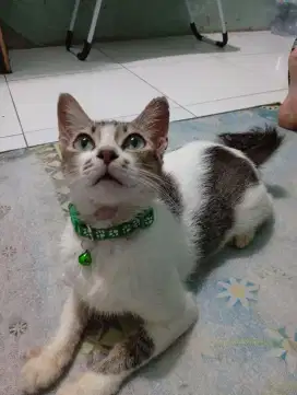Free adopt gaes