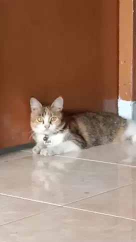 Jasa Cat Sitter