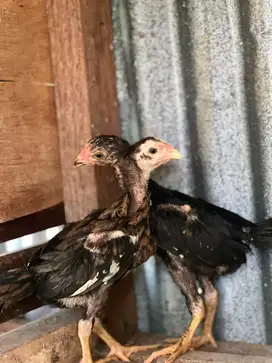 Anakan Ayam Siam Ganteng