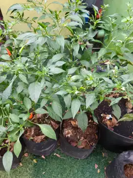 Pohon cabai murah
