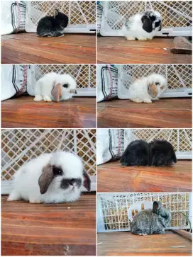 Peternakan kelinci hias lucu lucu