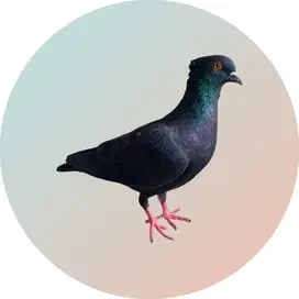 Merpati Kentong/Tinggian/Rumahan