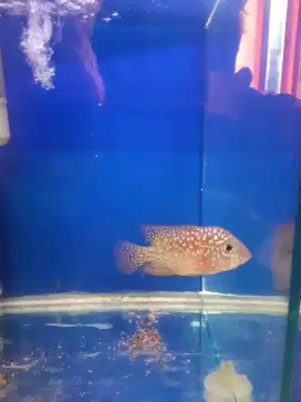 louhan kamfa f2 thai