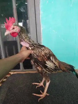 Ayam bangkok mangon