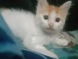Kitten jantan umur 2bln