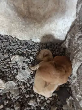 Anak mini pincher umur 2 minggu