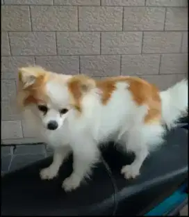 JUAL CEPAT SUPERMINIPOM BETINA MURAH