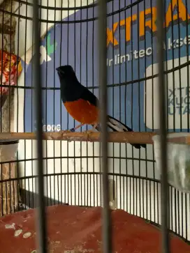 Burung murai 2x mabung