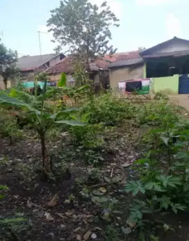 dijual tanah di ciomas dampit mekar jaya
