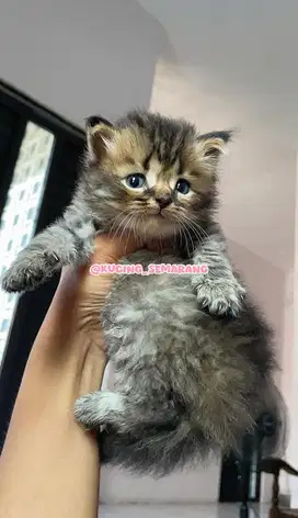 Kucing Persia Medium Tabby Lucu