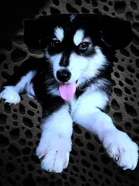 Jual Anjing Alaskan Malamute