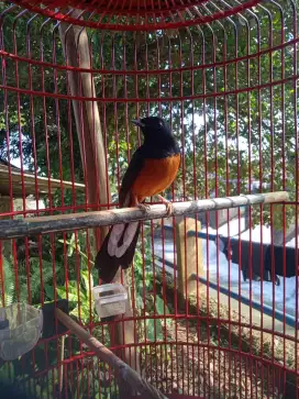 Burung murai batu gacor