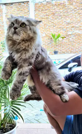 Open adopsi, kucing persia jantan 3 tahun