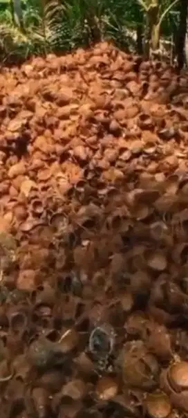 DICARI SUPPLIER/PENGEPUL BATOK KELAPA