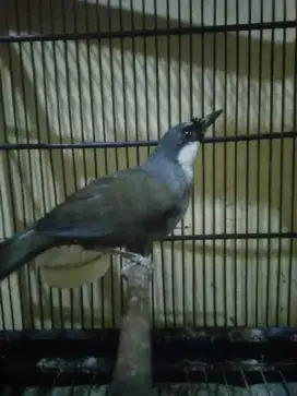 Poksay hongkong jantan muda hutan TT boleh