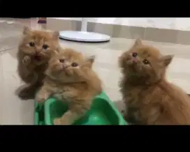 Anak kucing anggora/kitten flatnose /kucing persia betina