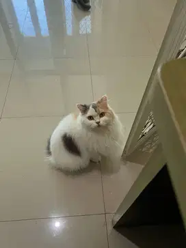 Jual kucing british long hair betina