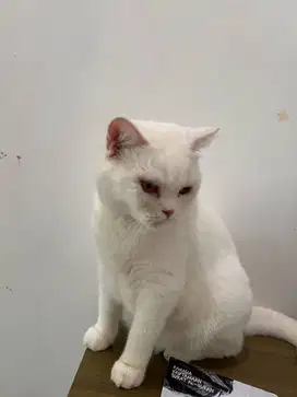 Jual kucing british shorthair indukan