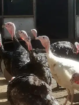 ayam hias jenis kalkun
