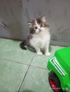 ANAK KUCING PERSIA