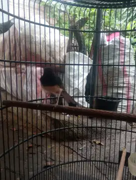 Murai supak jantan
