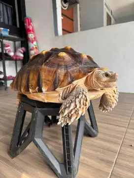 Jual Kura Darat Sulcata Besar