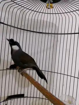 Burung poksay hongkong jantan gacor