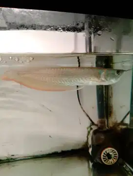 Ikan Arwana silver red mulus rakus murah