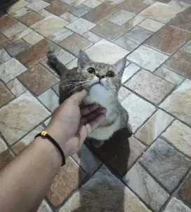 Kucing Munchkin Cebol Betina Dewasa
