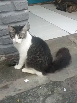 Kucing peliharaan