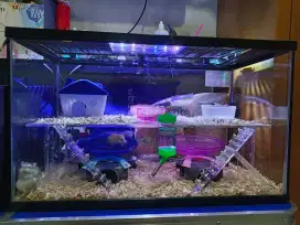 Kandang Terarium Hamster Acrilik Size L 60x30x35 Tingkat
