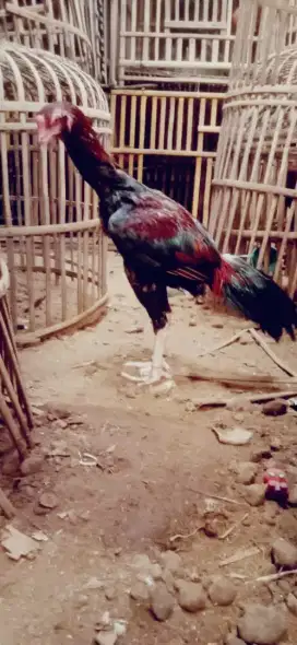 Ayam shamo bulu merah sedap kaki putih tinggi besar 5 bulan jos monggo