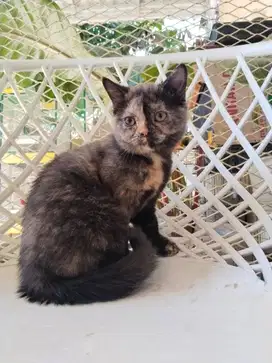 Jual kucing kitten BSH