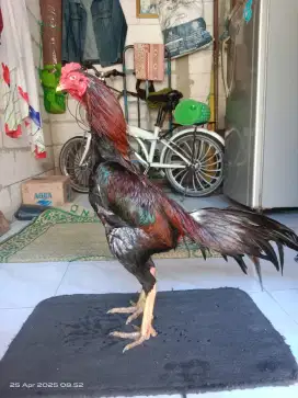Ayam bangkok (lancuran) bk mangon.