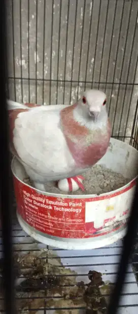 Merpati pos indukan betina