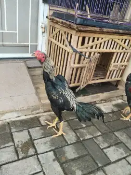 Ayam Bangkok muda potensi
