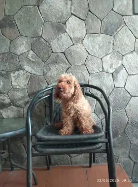 Red Poodle betina 3thn , stamboom