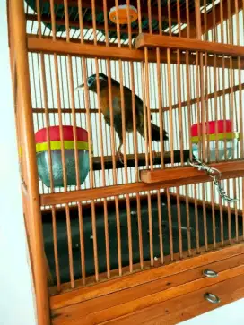 Burung wambie jantan gacor body big