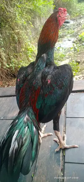 Ayam bangkok muda