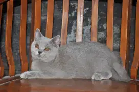 Bsh blue light betina 5bln. Ped