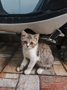 Kucing munchkin persia NS tidak cebol