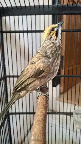 Burung cr jantan mapan