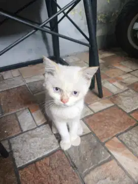 Kucing Munchkin NS persia tidak cebol