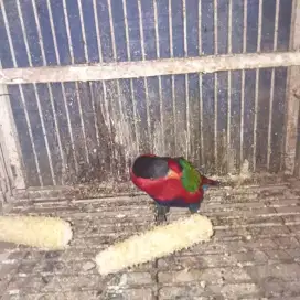 Kasturi mulus jinak berisik