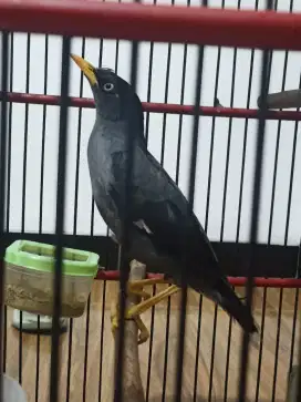 Dijual/bt trucukan gacor