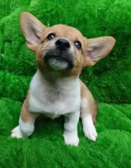 Anakan anjing lucu imut gemesin mixbreed corgy istimewa